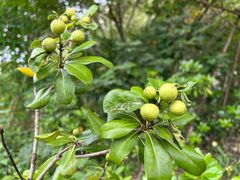 -证大大拇指广场(芳甸路店)