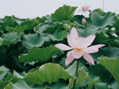 -嘉北郊野公园