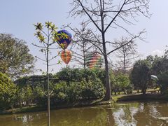 -西双版纳原始森林公园
