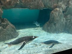 -成都浩海立方海洋公园