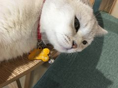 -藏猫猫咖啡主题馆(中央大道店)