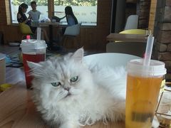 -猫的茶·猫咖