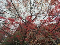 -莲花国际广场