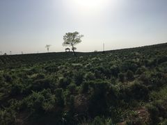 -大塘金香草谷