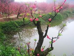 -南国桃园旅游度假区