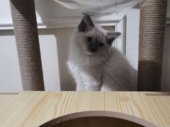 -欣宠猫屋·矮脚拿破仑·蓝金金渐层