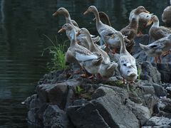 -鹿亭中村