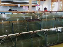 水产区-罗源湾8号渔排