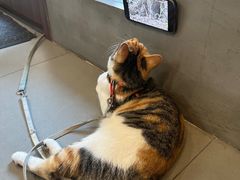 -Again Coffee Roaster(香蜜湖店)