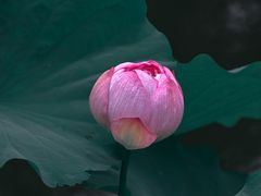 -陈家山荷花公园