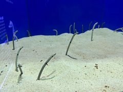 -上海海洋水族馆