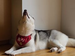 -Husky Go! 哈士奇体验馆·宠物咖啡厅狗咖