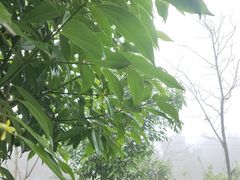 -铁山坪森林公园