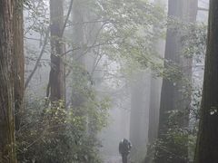 -天目山大树王景区