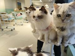 -怪兽屋·羊驼·猫咖·狗咖(俊华广场店)