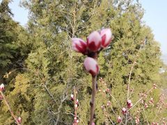 -北京西山国家森林公园