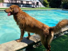 -汪说喵讲宠物乐园宠物酒店(红星美凯龙店)