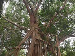-中国科学院西双版纳热带植物园