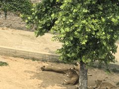 -西霞口神雕山野生动物世界