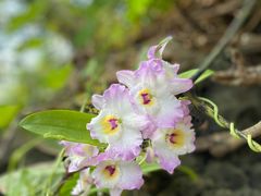 -北京植物园-展览温室