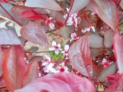 -咸阳湖景区-古渡公园