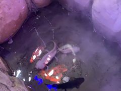 -唇辣号重庆老火锅(燕郊鑫乐汇店)