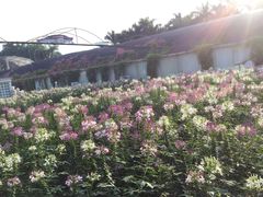 -广州花之恋城堡酒店