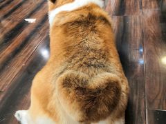-豆柴町-柴犬主题狗咖(红鼎国际C座店)