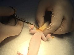 -瑞派·关忠动物医院·异宠专科·犬猫肿瘤·皮肤专科(望京店)