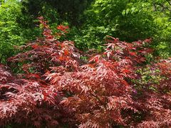 -庐山风景区花径公园