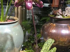 -花鸟鱼虫鲜花绿植市场(玉泉路店)