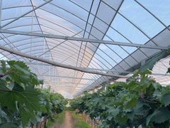 -马陆小张葡萄园农家乐