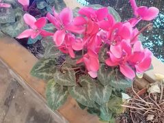 -大院河·仙鱼莊(九眼桥店)