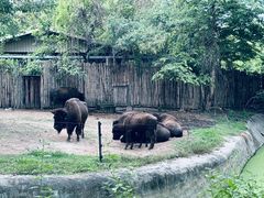 -清迈夜间动物园