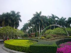 -金花茶公园