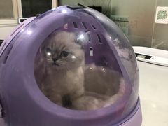-伟伟宠物医院·CT影像中心·瑞派犬猫综合性门诊(汉口总院)