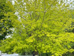 -长白岛森林公园