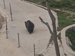 -青藏高原野生动物园