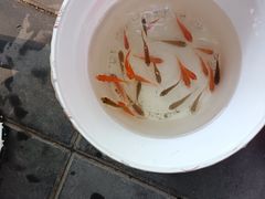 -草根堂农场