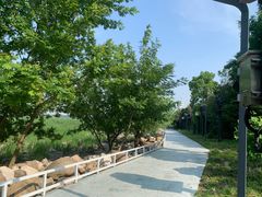 -吴淞炮台湾湿地森林公园烧烤区