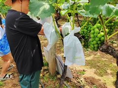 -马陆小张葡萄园农家乐