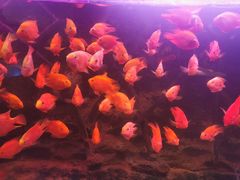 -梦幻海洋王国(吾悦广场张家港店)