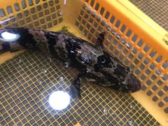 特价海鲜45石斑-老字号蛇口德记烧腊饭店·海鲜加工