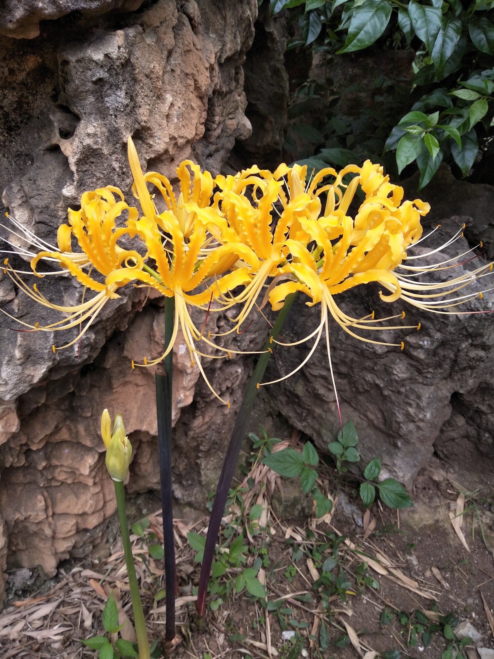 来看黄色的彼岸花开