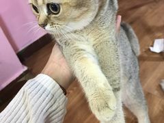 -李小姐の猫咖啡馆(五角场店)