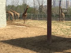 -石家庄市动物园