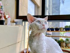-十年猫舍·猫咪专门店(普陀店)