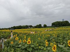 -苏州湾体育公园