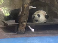 -成都动物园