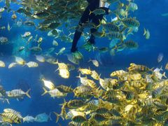 -太平洋海底世界